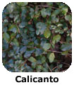 Calicanto